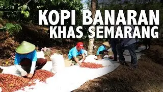 Kampoeng Kopi Banaran di Semarang | Menikmati Kesejukan Sekaligus Berburu Kopi