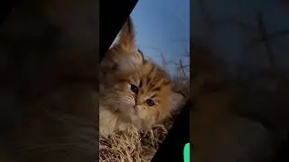 #animals #adorably #adorablecat #lovely #cute #cuteadorable #pets