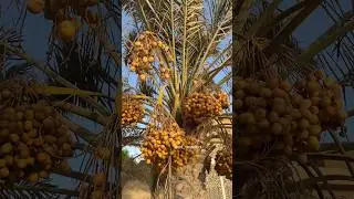 💯😍KHAJOOR Ka Ped👆|| This Is How Date Tree Looks In Dubai || khajoor #short #shorts #ytshorts #dates