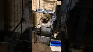 The new indoor cat cage #cat #cage Large Cat Cage Enclosure #large good are bad 2x3x4 Large #good