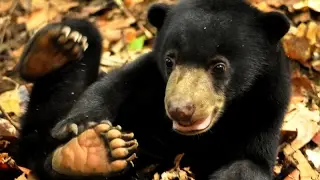 Saving Sun Bears