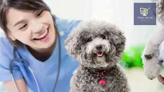 Bing Marketing Tricks Every Animal Clinic Needs to Steal