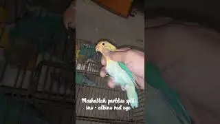 parblue split ino into albino red eyes pair #parrot #bird #lovebird #albinoredeye#lodhiaviary#love