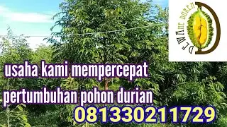 DEWAne Duren - Ini Dia Cara Mempercepat Pertumbuhan Pohon Durian ❓❓ Ternyata Mudah ❗(@DEWAne duren)