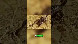 Phoenix Pest Control  Spring Invasion! Stop Pests Now