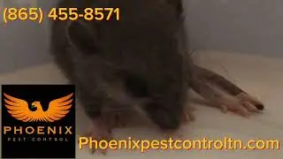 Mouse enjoying cupcake icing | Phoenix Pest Control