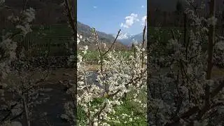 Spring in Swat  🌸🌲🌷⚘️🌸 #shorts #ytshorts #swat #spring