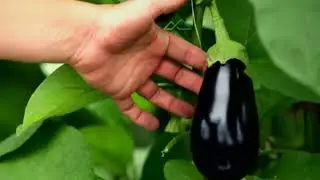 eggplant soilless cultivation