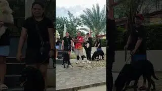 CDO Paw Pack Dog Pack Walk