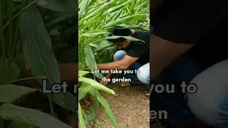 Wow!🔥 a turmeric root and plant from my garden is crazy #turmeric #garden #gardening #herbal #herbs