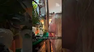 Not sure what else was supposed to happen in this situation 💀💥🤣 #Fail  #Chameleon #Reptile