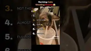 Ranking Cats Stealing Snacks&hellip; #1 😱