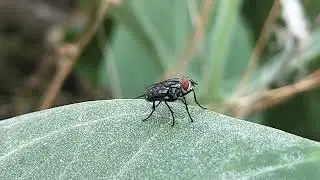 Fleshfly @selyan1980