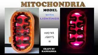 A 3D Mitochondria Model The powerhouse of the cell / mitochondria model for science exhibition