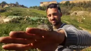 EL GALLIPATO Y SUS CARACTERÍSTICAS🐉| Vente pal campo🐍