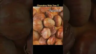 Chestnut Tree Facts You Didn&rsquo;t Know #facts #factshorts #shorts