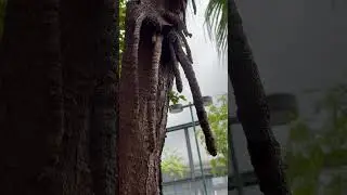 Tropical palm tree #beautifultree#palmgardentree#shortviral#shortsfeed#ytviralvideo