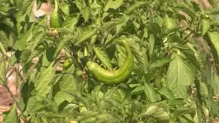 New Mexico Chile Association: Crop looks good but there were challenges
