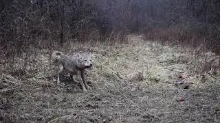 Coyote in Cable Restraint - Trapping Coyotes