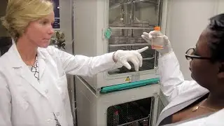 Investigating Cancer Stem Cells with the S3&trade; Cell Sorter