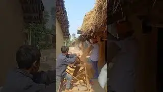 निष्पावन!!ओसाना!! winnowing