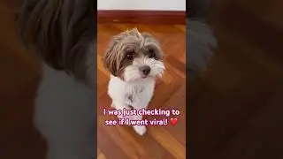 Will you help me go viral! #puppy #dog #pets #cute #funny #animals