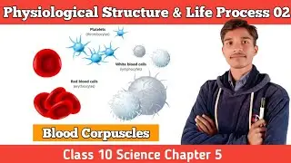Blood Corpuscles | Physiological Structure and Life Process 02 | Class 10 Science Chapter 5 Nepali |