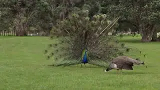 Peacock mating dance display