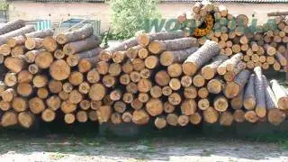 Exports of round wood logs pine from Ukraine | Supply to Turkey, India, China