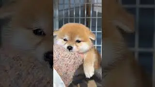 #dog #pets #sweetpet #petdog #cute #petpet