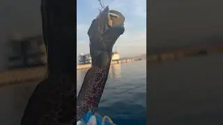 Does anyone know the name of this fish? 😃🚤🎣 #colima #manzanillo #mexico #fishing