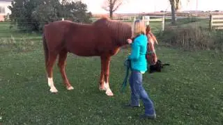 Arabian Conformation