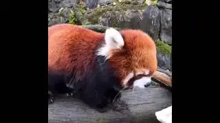 Oregon Zoo's Red panda walk.