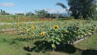 WALK IN HILONGOS LEYTE PHILIPPINES( Coast to Farm )