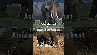 African bush elephant vs Asian elephants #debate #elephant #africanelephants