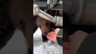 Look at those eyes... 🥺 Can you believe how brave this little cub is being?