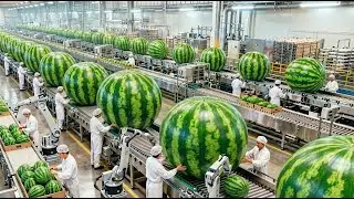 Inside a Modern Watermelon Processing Plant 🍉 | From Whole Melons to Sweet Red Juice (Full Process)
