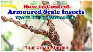 How to Control Armoured scale insects-Tips for Healthy Hibiscus Plants