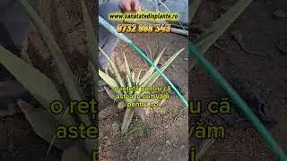 Aloe Vera &icirc;n Rom&acirc;nia: Cultivare Ușoară &icirc;n Solar cu Protecție Minimă #garden #fruit #nature #plants