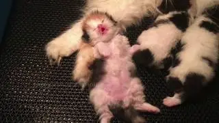 PERTUMBUHAN ANAK KUCING USIA 0-2 MINGGU || ANAK KUCING PERSIA