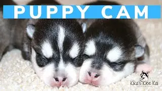 Alaskan Klee Kai LIVE PUPPY CAM | Miniature Husky Puppies LIVE STREAM