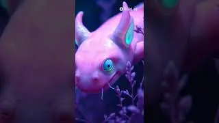 top 10 bizarre animal adaptations