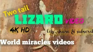 World miracle news in lizard ||tamil videos|| patrick joshua media