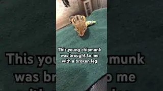 Chipmunk with a broken leg saved by a veterinarian. No animal is EVER too small or insignificant!