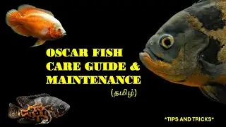 Oscar fish care guide & maintenance *stop oscar fighting* #oscarfish #aquarium #redtailcatfish #fish