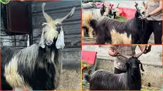 TOP QUALITY K KASHMIRI BAKRE MUMBAI CLIMATE SET AVAILABLE AT D GOAT FARM