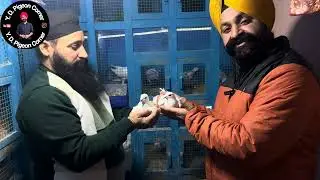 PART 3 || USTAD RINKU JI KA BREADER KABOOTER🕊️ KA SHONK || Yaraan Naal Baharaan Pigeon Group.