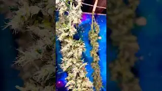 The Rise of Helmet Head: Durban Poison&rsquo;s Path to Harvest