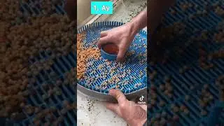 Строим инкубационные цеха и рыбное хозяйство под ключ. Whats. +996505652505. +996555250565. Обучаем.