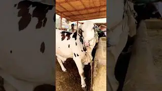 Karachi Cow Mandi | Malir Mandi Update | Multan Mandi | Bakra Mandi #shorts #cowvideos @ARMaani7#cow